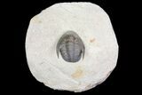 Sculptoproetus Trilobite - Excellent Example #66907-7